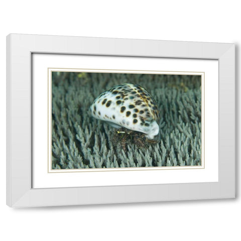 Hermit crab amid coral, Papua, Indonesia White Modern Wood Framed Art Print with Double Matting by Shimlock, Jones
