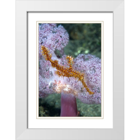 Indonesia, Papua, Raja Ampat Pipefish swimming White Modern Wood Framed Art Print with Double Matting by Shimlock, Jones