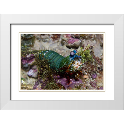 Mantis shrimp, New Guinea Island, Indonesia White Modern Wood Framed Art Print with Double Matting by Shimlock, Jones