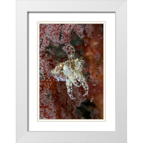 Indonesia, New Guinea Isl Cuttlefish amid corals White Modern Wood Framed Art Print with Double Matting by Shimlock, Jones