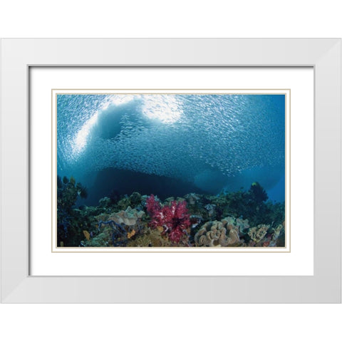 Indonesia School of silvery baitfish over coral White Modern Wood Framed Art Print with Double Matting by Shimlock, Jones