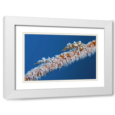 Indonesia, Komodo NP Wire coral crabs on coral White Modern Wood Framed Art Print with Double Matting by Shimlock, Jones
