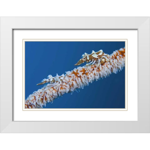 Indonesia, Komodo NP Wire coral crabs on coral White Modern Wood Framed Art Print with Double Matting by Shimlock, Jones