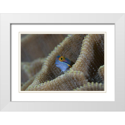 Blenny fish inside coral reef, Indonesia White Modern Wood Framed Art Print with Double Matting by Shimlock, Jones