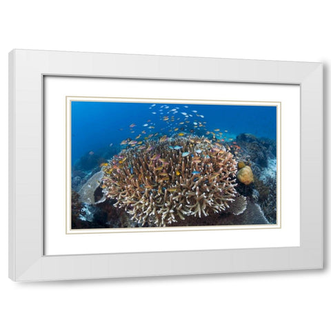 Indonesia Diverse, coral reef marine ecosystem White Modern Wood Framed Art Print with Double Matting by Shimlock, Jones
