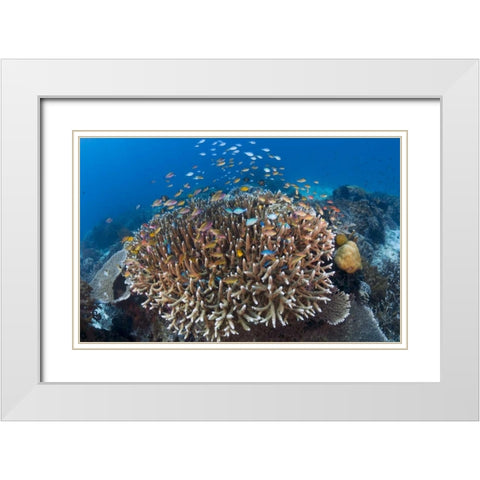 Indonesia Diverse, coral reef marine ecosystem White Modern Wood Framed Art Print with Double Matting by Shimlock, Jones