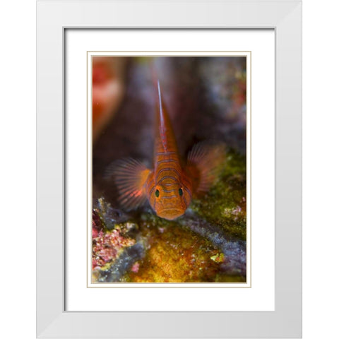 Indonesia, Raja Ampat Goby fish above coral White Modern Wood Framed Art Print with Double Matting by Shimlock, Jones