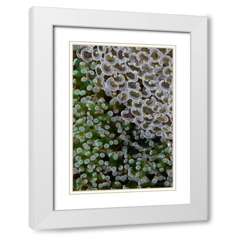 Hard corals on reef, Ayau Island, Indonesia White Modern Wood Framed Art Print with Double Matting by Shimlock, Jones