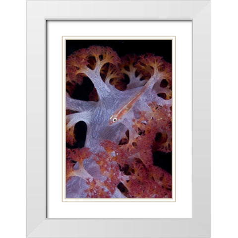 Indonesia Goby fish by pink soft coral White Modern Wood Framed Art Print with Double Matting by Shimlock, Jones