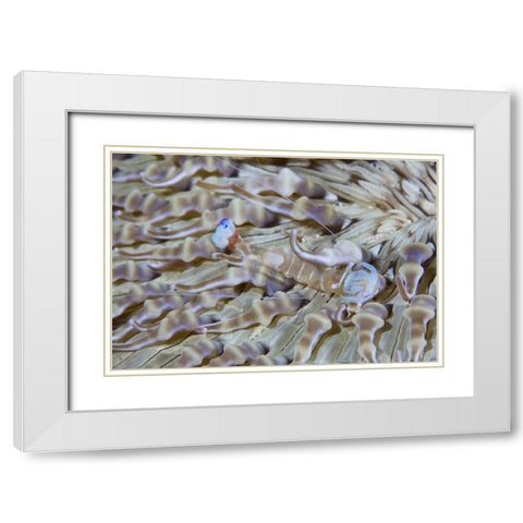 Indonesia This commensal shrimp among anemones White Modern Wood Framed Art Print with Double Matting by Shimlock, Jones