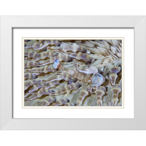 Indonesia This commensal shrimp among anemones White Modern Wood Framed Art Print with Double Matting by Shimlock, Jones