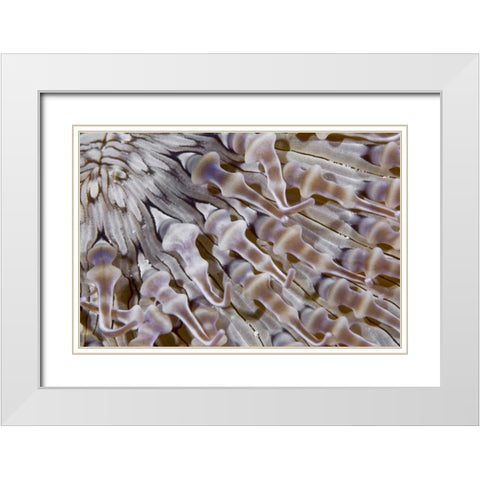 Ringed anemone, Raja Ampat, Indonesia White Modern Wood Framed Art Print with Double Matting by Shimlock, Jones