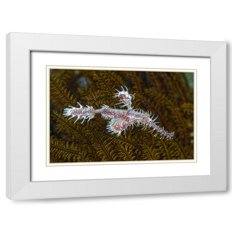 Ghost pipefish, Raja Ampat, Indonesia White Modern Wood Framed Art Print with Double Matting by Shimlock, Jones