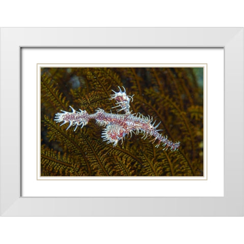 Ghost pipefish, Raja Ampat, Indonesia White Modern Wood Framed Art Print with Double Matting by Shimlock, Jones