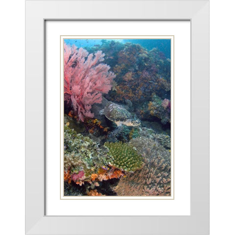 Hawksbill turtle swimming over reef, Indonesia White Modern Wood Framed Art Print with Double Matting by Shimlock, Jones
