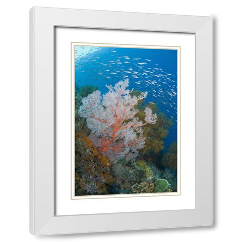 Fish and coral reef, Raja Ampat, Indonesia White Modern Wood Framed Art Print with Double Matting by Shimlock, Jones