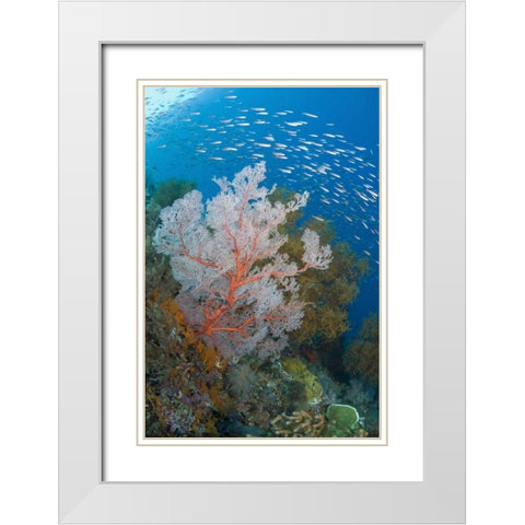Fish and coral reef, Raja Ampat, Indonesia White Modern Wood Framed Art Print with Double Matting by Shimlock, Jones