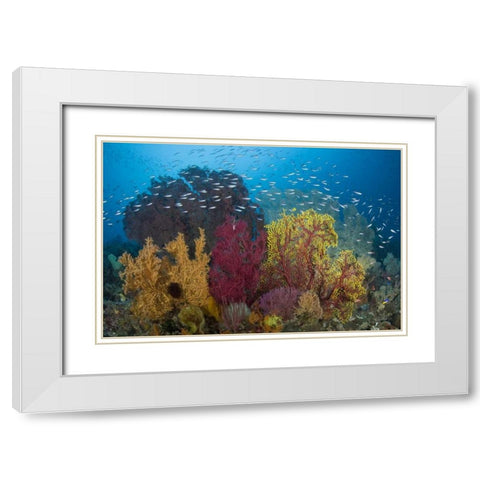 Indonesia Coral reef marine ecosystem White Modern Wood Framed Art Print with Double Matting by Shimlock, Jones