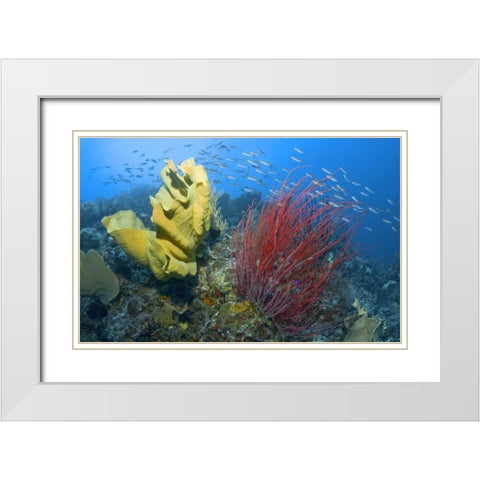 Indonesia, Raja Ampat White Modern Wood Framed Art Print with Double Matting by Shimlock, Jones