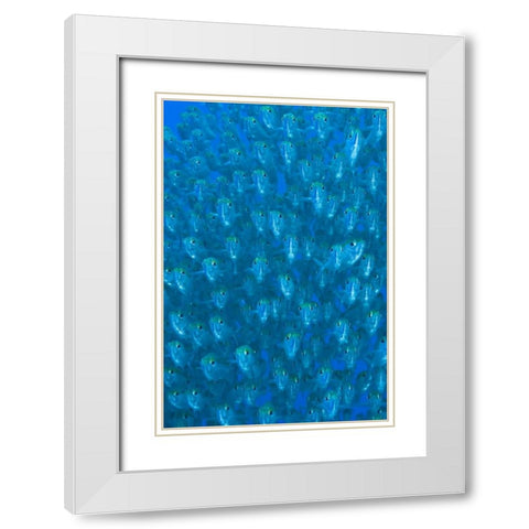 Indonesia, Raja Ampat Schooling ox-eyed scad White Modern Wood Framed Art Print with Double Matting by Shimlock, Jones