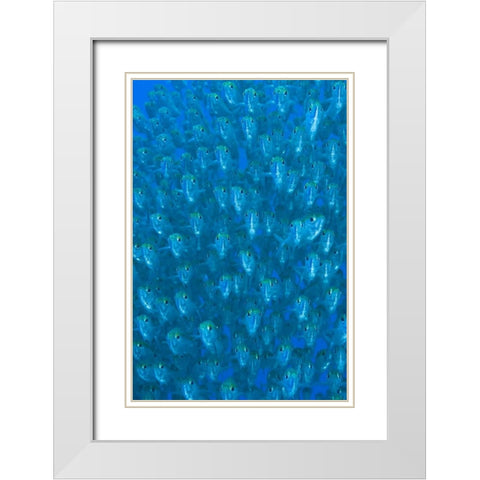 Indonesia, Raja Ampat Schooling ox-eyed scad White Modern Wood Framed Art Print with Double Matting by Shimlock, Jones