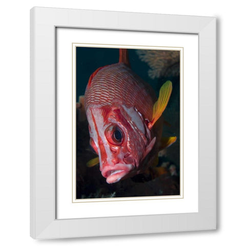 Indonesia, Raja Ampat Close-up of squirrelfish White Modern Wood Framed Art Print with Double Matting by Shimlock, Jones
