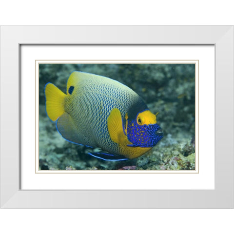 Colorful Emperor Angelfish, Raja Ampat, Indonesia White Modern Wood Framed Art Print with Double Matting by Shimlock, Jones