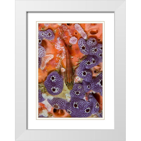 Triplefin fish swimming by sea squirt, Indonesia White Modern Wood Framed Art Print with Double Matting by Shimlock, Jones