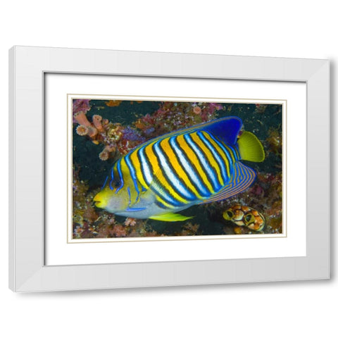 Regal angelfish, Raja Ampat, Indonesia White Modern Wood Framed Art Print with Double Matting by Shimlock, Jones