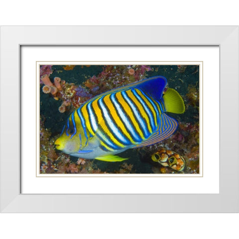 Regal angelfish, Raja Ampat, Indonesia White Modern Wood Framed Art Print with Double Matting by Shimlock, Jones