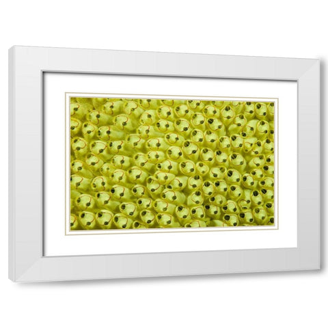 Sea squirt colony, Raja Ampat, Indonesia White Modern Wood Framed Art Print with Double Matting by Shimlock, Jones