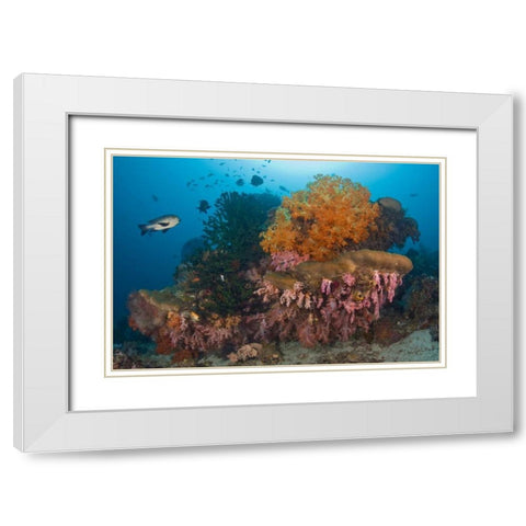 Indonesia Black snapper fish swim by coral reef White Modern Wood Framed Art Print with Double Matting by Shimlock, Jones