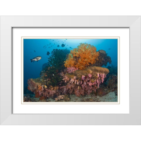 Indonesia Black snapper fish swim by coral reef White Modern Wood Framed Art Print with Double Matting by Shimlock, Jones