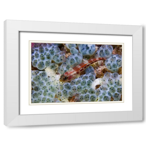 Triplefin fish swimming by sea squirt, Indonesia White Modern Wood Framed Art Print with Double Matting by Shimlock, Jones