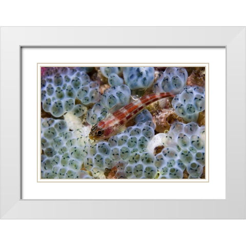 Triplefin fish swimming by sea squirt, Indonesia White Modern Wood Framed Art Print with Double Matting by Shimlock, Jones