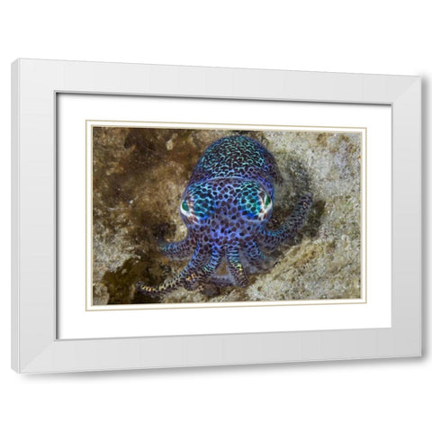 Nocturnal bobtail squid, Aljui Bay, Indonesia White Modern Wood Framed Art Print with Double Matting by Shimlock, Jones