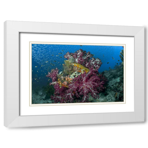 Indonesia Silverside fish swim past coral reef White Modern Wood Framed Art Print with Double Matting by Shimlock, Jones