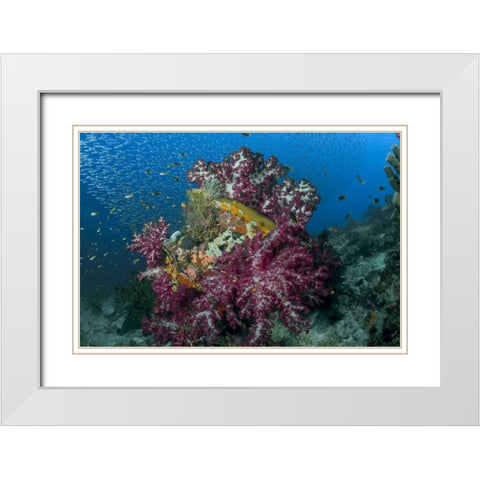 Indonesia Silverside fish swim past coral reef White Modern Wood Framed Art Print with Double Matting by Shimlock, Jones