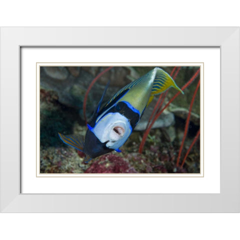 Indonesia, Raja Ampat Emperor angelfish White Modern Wood Framed Art Print with Double Matting by Shimlock, Jones