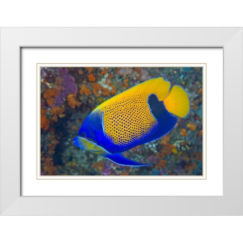 Indonesia, Raja Ampat Blue-girdled angelfish White Modern Wood Framed Art Print with Double Matting by Shimlock, Jones