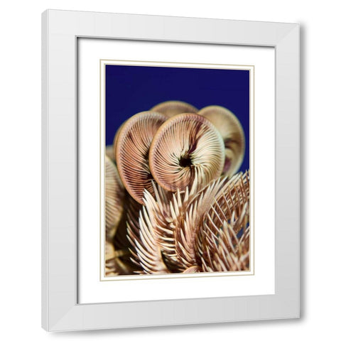 Feather star crinoid, Raja Ampat, Indonesia White Modern Wood Framed Art Print with Double Matting by Shimlock, Jones