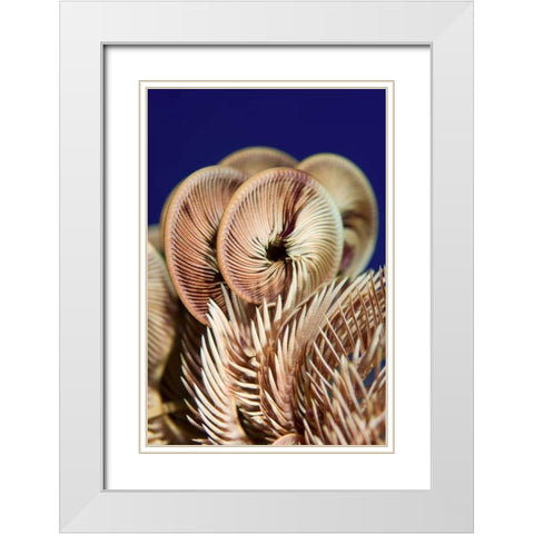 Feather star crinoid, Raja Ampat, Indonesia White Modern Wood Framed Art Print with Double Matting by Shimlock, Jones