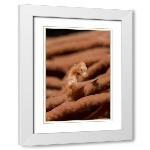 Indonesia, Raja Ampat Pygmy seahorse by coral White Modern Wood Framed Art Print with Double Matting by Shimlock, Jones