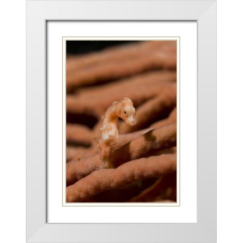 Indonesia, Raja Ampat Pygmy seahorse by coral White Modern Wood Framed Art Print with Double Matting by Shimlock, Jones
