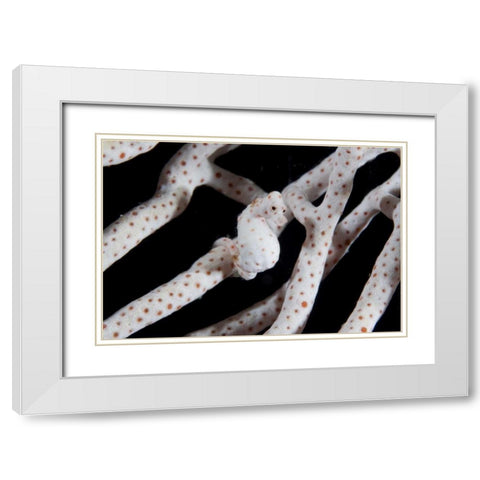 Indonesia, Raja Ampat Pygmy seahorse by coral White Modern Wood Framed Art Print with Double Matting by Shimlock, Jones