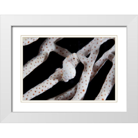 Indonesia, Raja Ampat Pygmy seahorse by coral White Modern Wood Framed Art Print with Double Matting by Shimlock, Jones