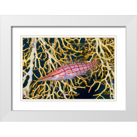 Indonesia, Raja Ampat Hawkfish amid sea fan White Modern Wood Framed Art Print with Double Matting by Shimlock, Jones