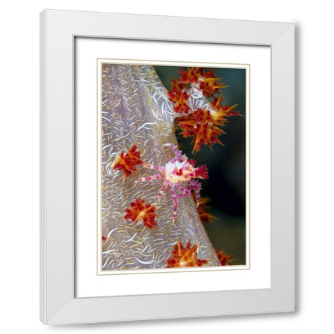 Indonesia Decorator crab blends with soft coral White Modern Wood Framed Art Print with Double Matting by Shimlock, Jones