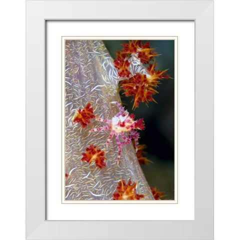 Indonesia Decorator crab blends with soft coral White Modern Wood Framed Art Print with Double Matting by Shimlock, Jones