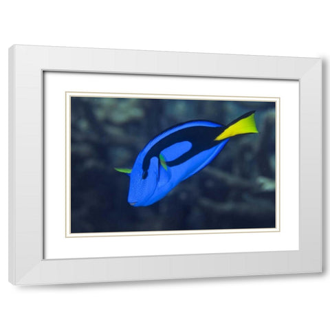 Indonesia, Raja Ampat Palette surgeonfish White Modern Wood Framed Art Print with Double Matting by Shimlock, Jones